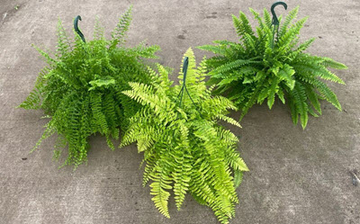 8" Fern Boston Assortment HB